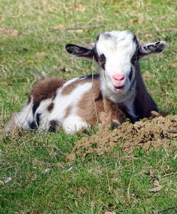 Portrait of kid goat sitting on grassy field