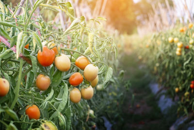 Close-up of tomatoes growing on field