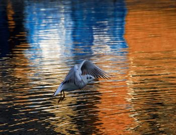 Side view of seagull flying over sea