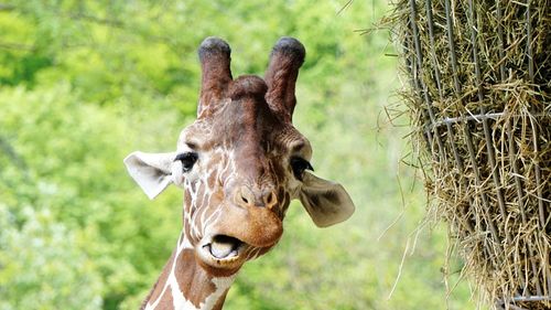 Close-up portrait of giraffe