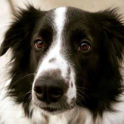 Close-up portrait of a dog