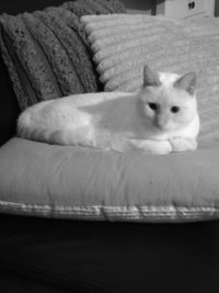 Close-up portrait of cat at home