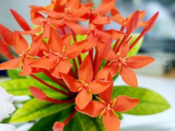 Close-up of red flowering plant