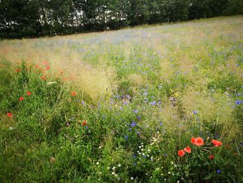 Poppy flowers growing in field