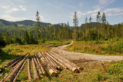  view of clearing against sky