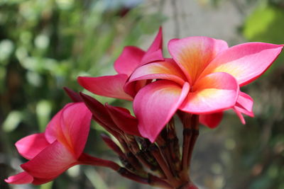 Close-up of pink lilies