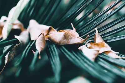 Close-up of crab on leaves