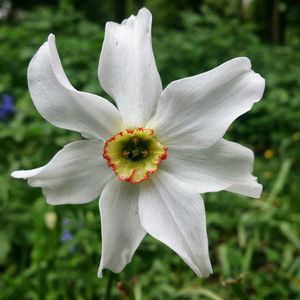 Close-up of white flower