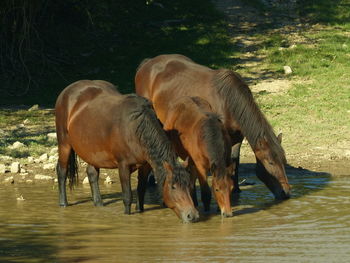 Horses in water