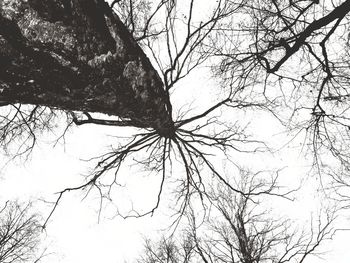 Low angle view of silhouette bare tree against sky