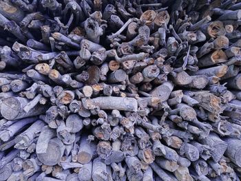 Old dry pile of wood. 