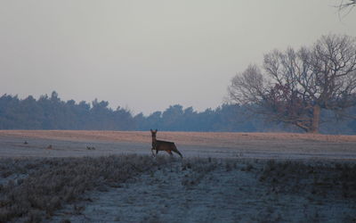 Deer on field in winter