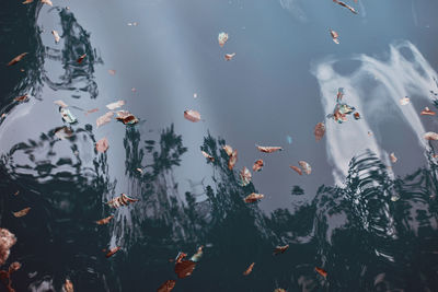 Fallen leaves on a crystal clear lake