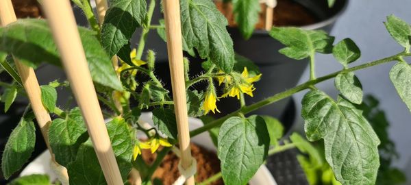 Close-up of fresh green leaves