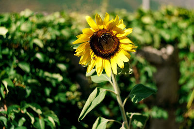 Close-up of sunflower on field