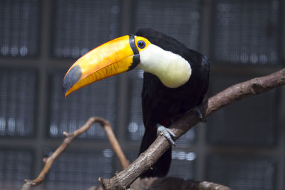 Close-up of bird perching on branch