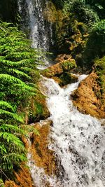 Scenic view of waterfall in forest