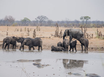 Elephants standing in lake