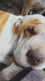 Close-up portrait of dog lying down