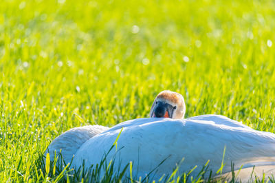 Rear view of a bird on grass