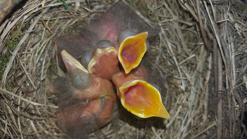 Close-up of young birds in nest