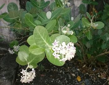 High angle view of white flowering plant