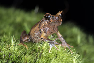 Close-up of frog on land