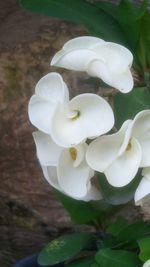 Close-up of white flower