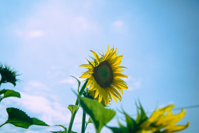 Close-up of sunflower