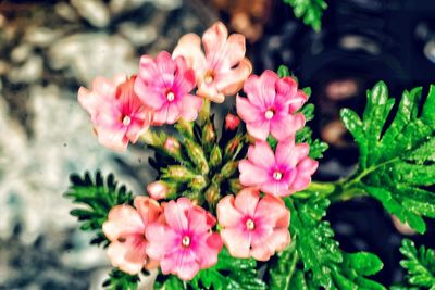 Close-up of flowers blooming outdoors
