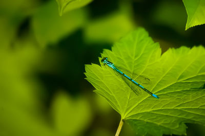 Close-up of insect on leaf