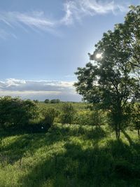 Trees on field against sky