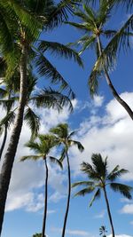 Low angle view of palm trees against sky