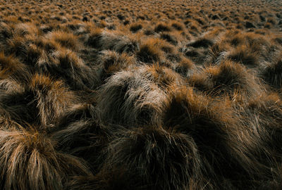 Full frame shot of an animal on land