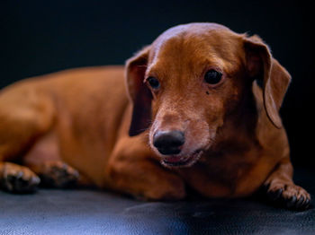 Close-up portrait of a dog