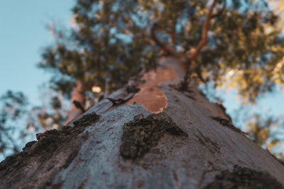 Close-up of lichen on tree trunk