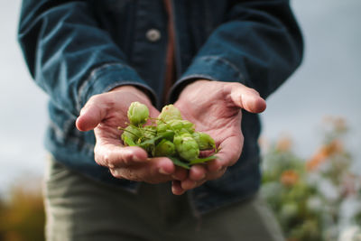 Midsection of man holding hops crop