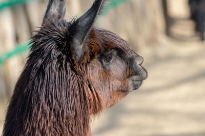 Portrait of a lama, scientific name lama glama, from the family of camels with fuzzy bokeh 