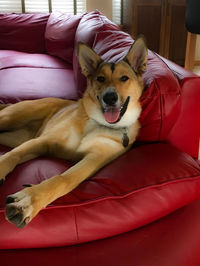 Dog relaxing on sofa at home