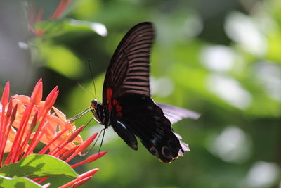 Close-up of butterfly pollinating on flower