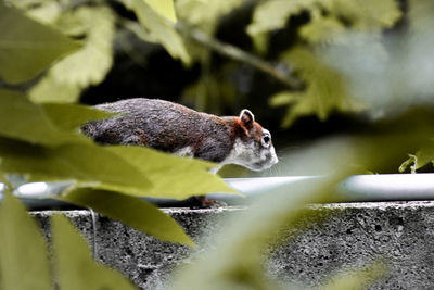 Close-up of squirrel