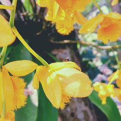 Close-up of yellow flowers blooming outdoors