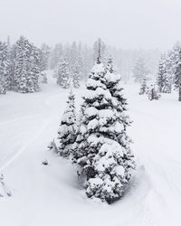 Snow covered pine trees on field during winter