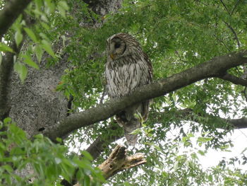 Low angle view of eagle perching on tree