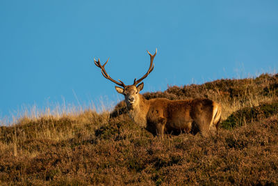 Deer in a field