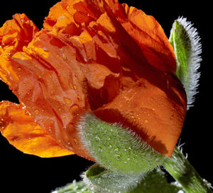 Close-up of wet flower