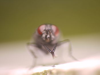 Close-up of fly on leaf