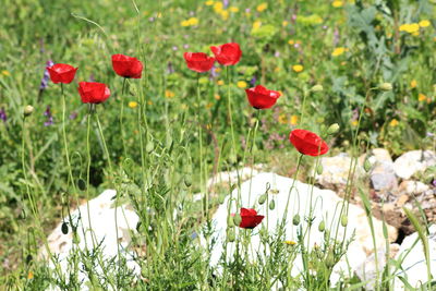 Close-up of red flower blooming in field