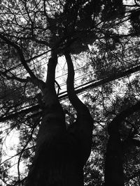 Low angle view of silhouette tree against sky