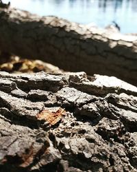 Close-up of log on wood